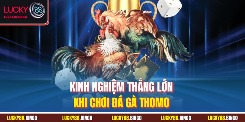 Kinh nghiệm thắng lớn khi chơi đá gà Thomo 